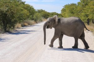 Elefant Namibia