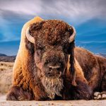 Yellowstone