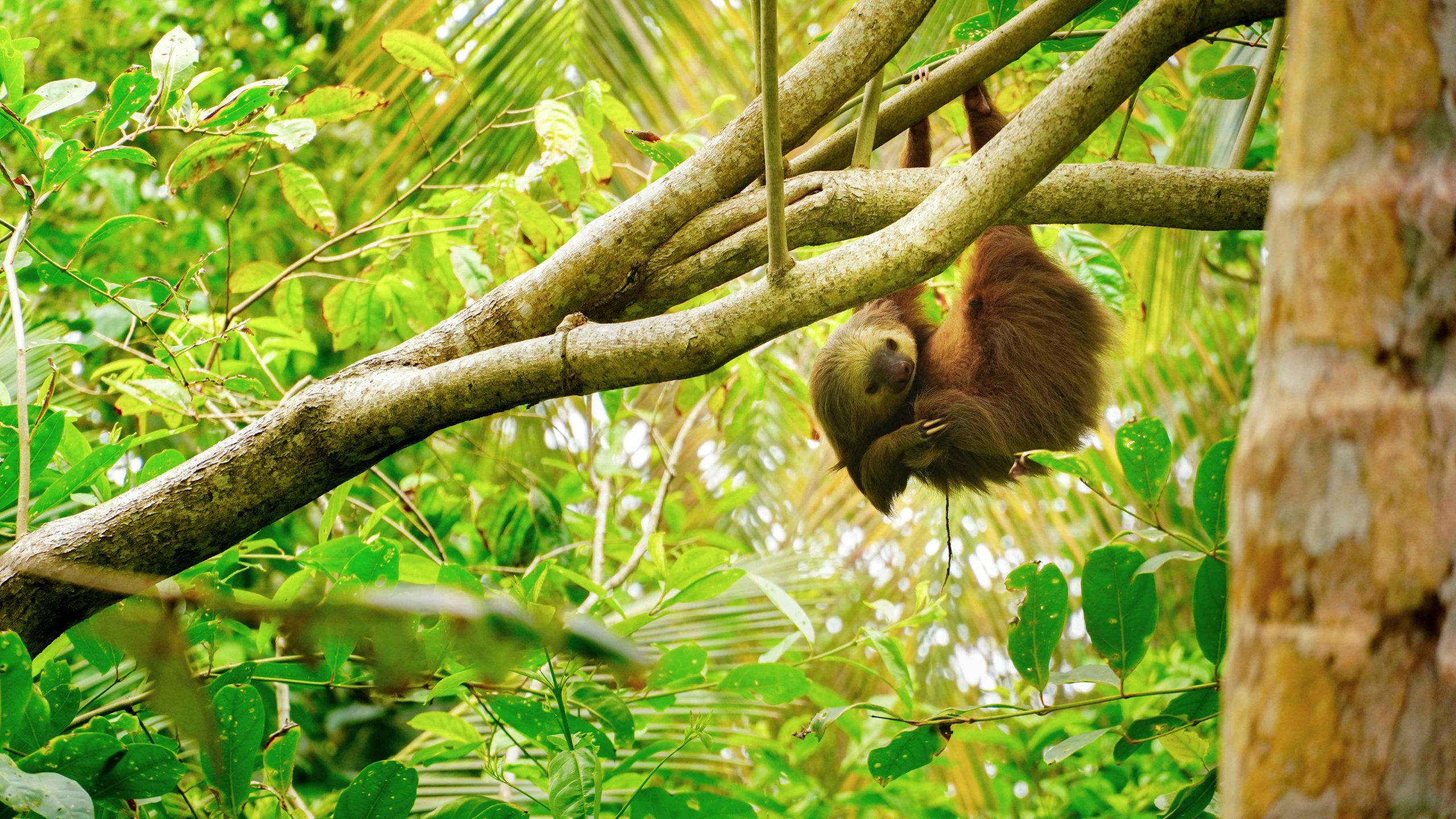 Costa Rica Natur