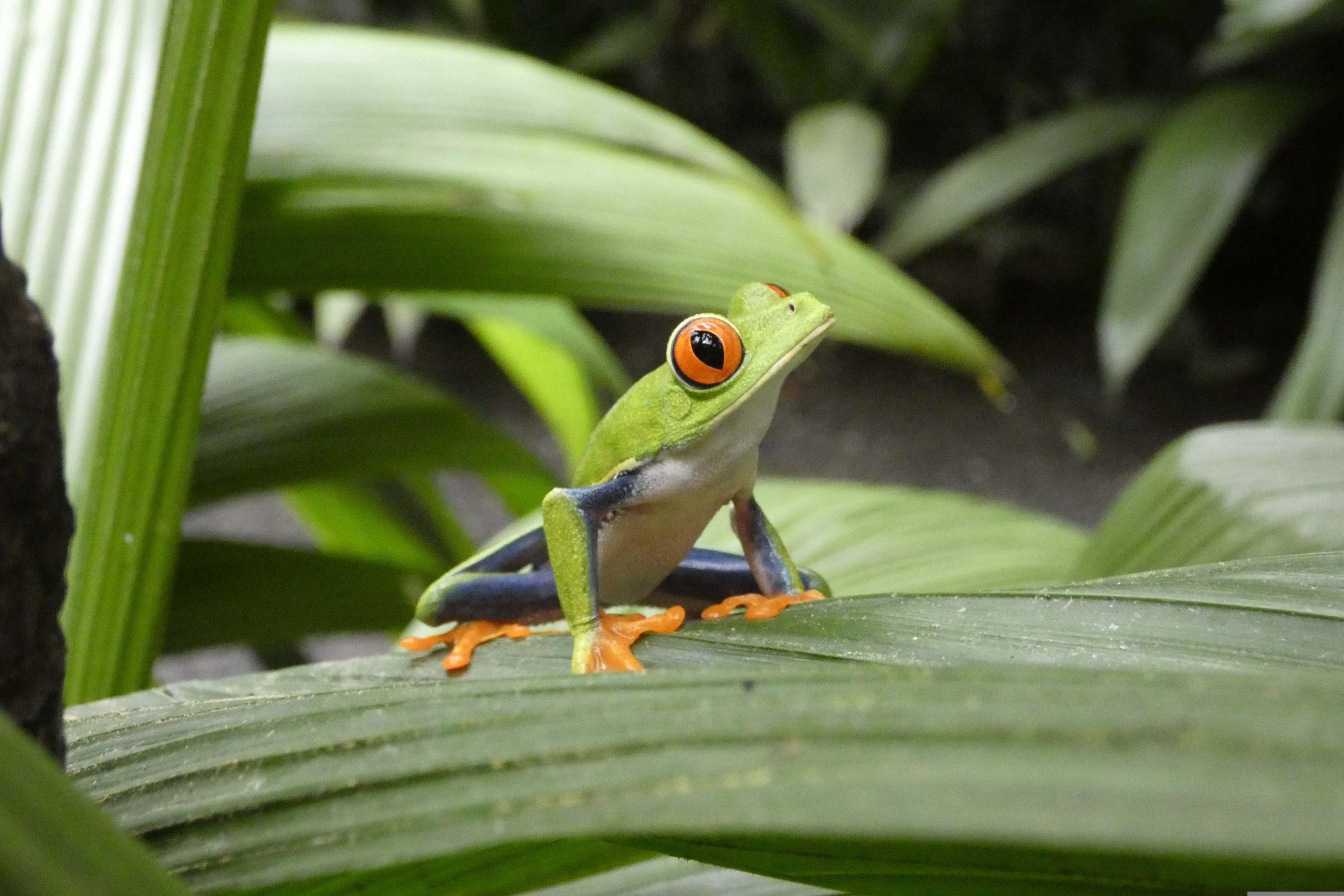 Costa Rica Natur